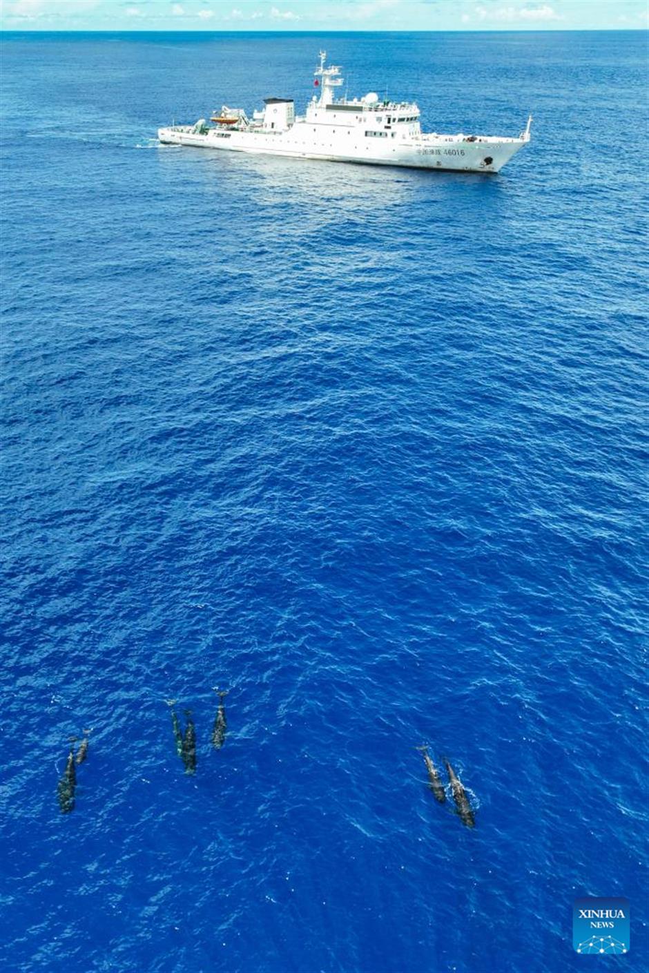 large number of cetaceans witnessed in s china's hainan