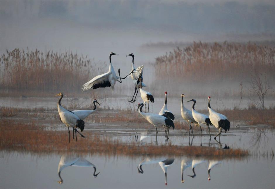 tourism festival offers wild wonders of yancheng