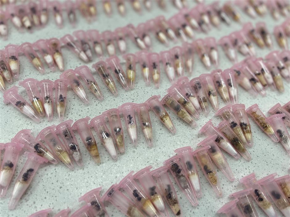 customs intercepts invasive harvester ants