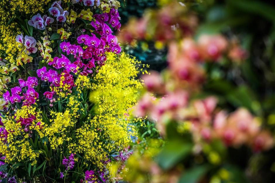 6th shanghai international orchid show blossoms