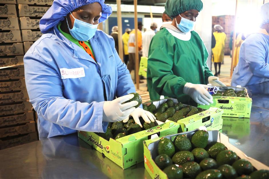 kenya cashes in on china's newfound love of avocados