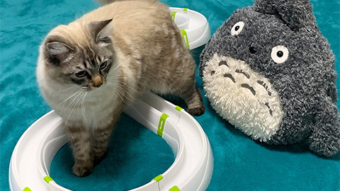pet-care industry the cat's meow