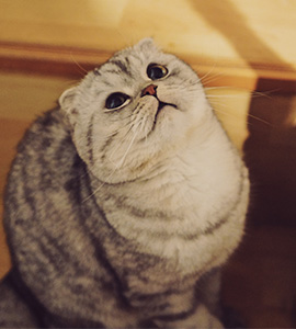 zhang long, features<br /><br />
pet: cat <br />
sex: male<br />
breed: american shorthair<br />
name: muli (oyster)<br />
age: 16 months old<br /><br />
average spending: 900 yuan/month<br /><br />
"we might take muli to visit the vet again as he has sexually matured, and he has been acting like crazy around the house, like chewing our phone cables and scratching the sofa incessantly."
